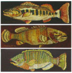 One Fish, Two Fish, Three Fish by Suzanne Etienne